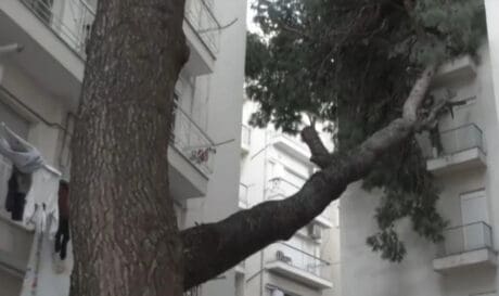 ΠΤΩΣΗ ΔΕΝΤΡΟ ΠΟΛΥΚΑΤΟΙΚΙΑ