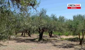 ΟΠΕΚΕΠΕ: «Χαριστική βολή» στους παραγωγούς οι καθυστερήσεις των επιδοτήσεων – «Θα βάζουμε σκουπίδια στο τραπέζι μας»