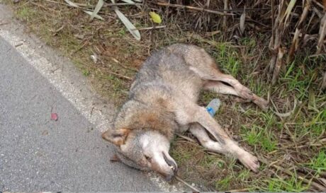 λύκος τροχαίο