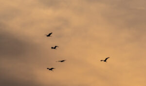 Τα αρπακτικά της Κρήτης ανοίγουν φτερά… για την Ηπειρωτική Ελλάδα