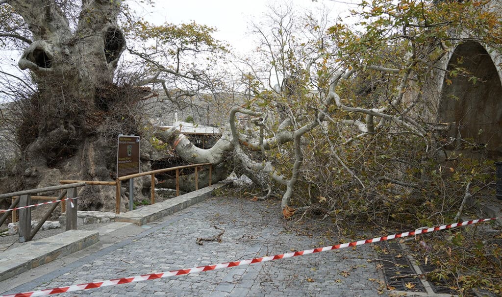 ΚΡΑΣΙ ΠΛΑΤΑΝΟΣ