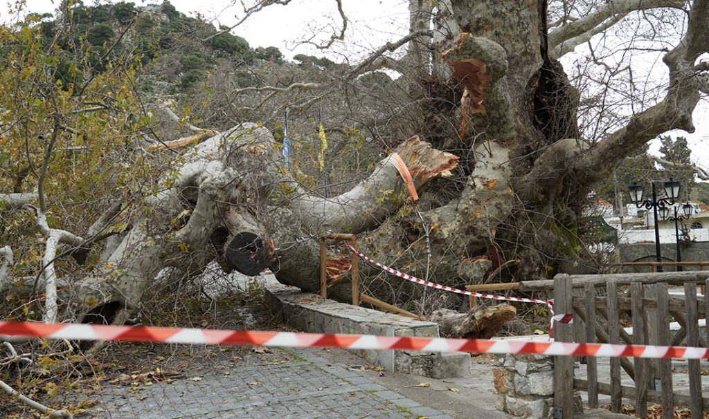 ΚΡΑΣΙ ΠΛΑΤΑΝΟΣ