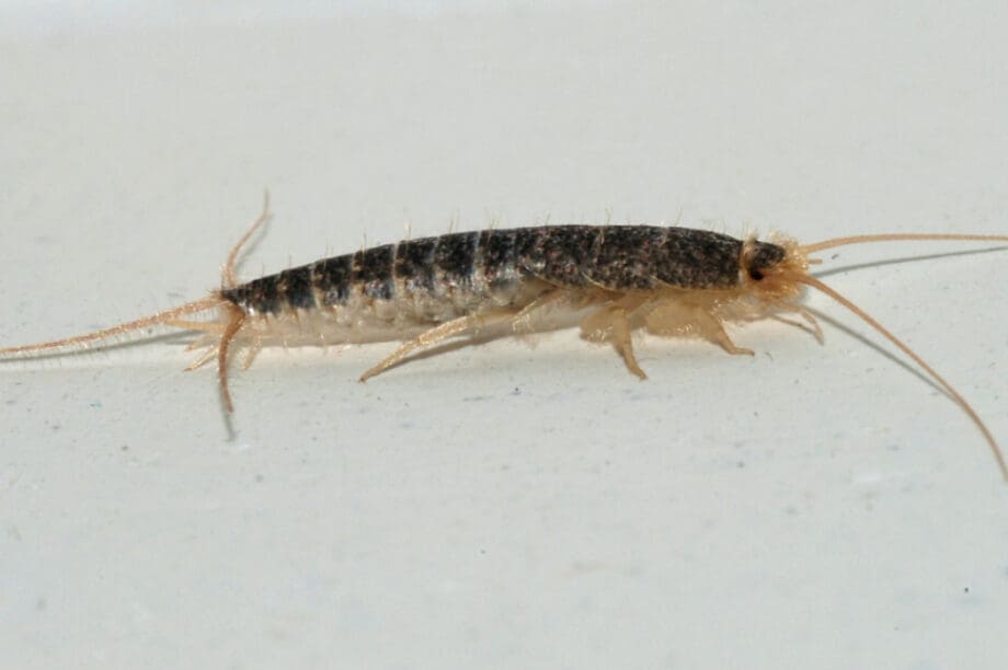 silverfish έντομο