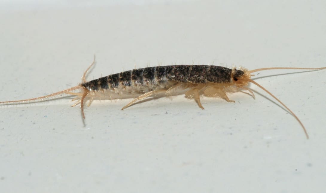 silverfish έντομο