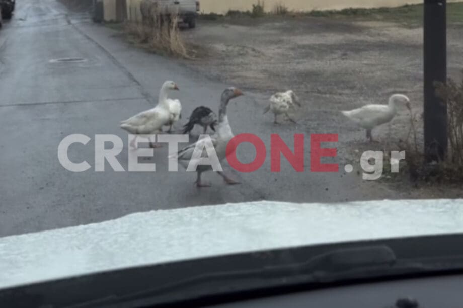 χήνες