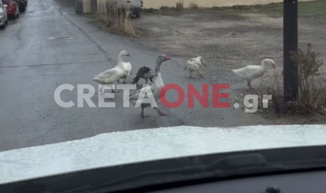 χήνες