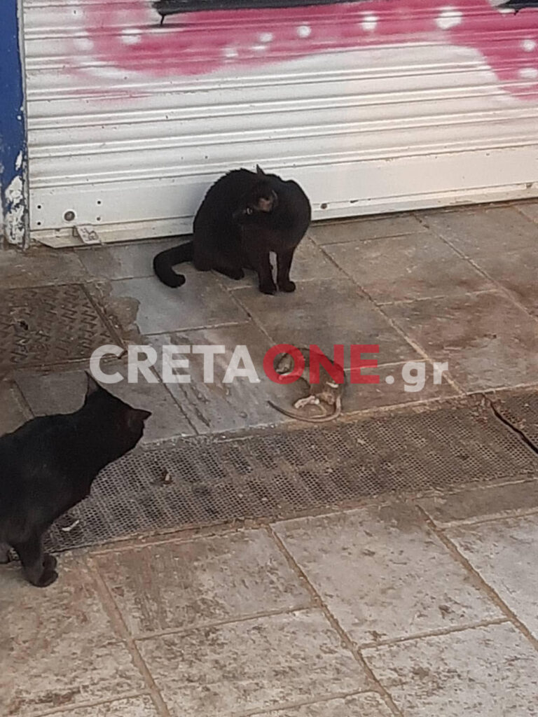 αρουραίος