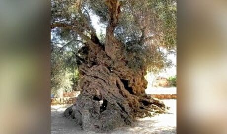 ελιά Βούβες Χανιά Κρήτη
