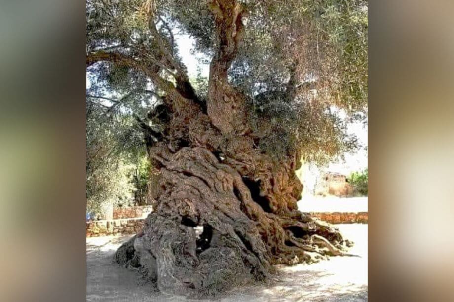 ελιά Βούβες Χανιά Κρήτη
