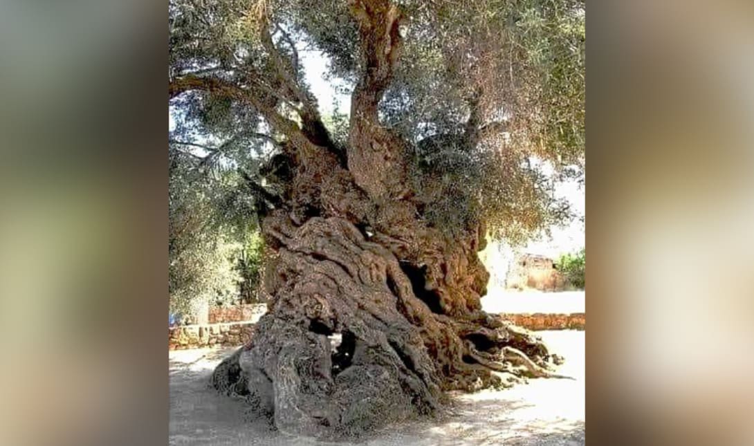 ελιά Βούβες Χανιά Κρήτη