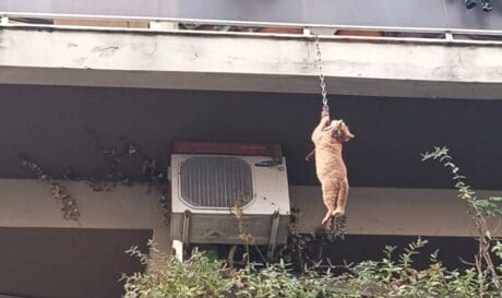 γάτα Αγρίνιο