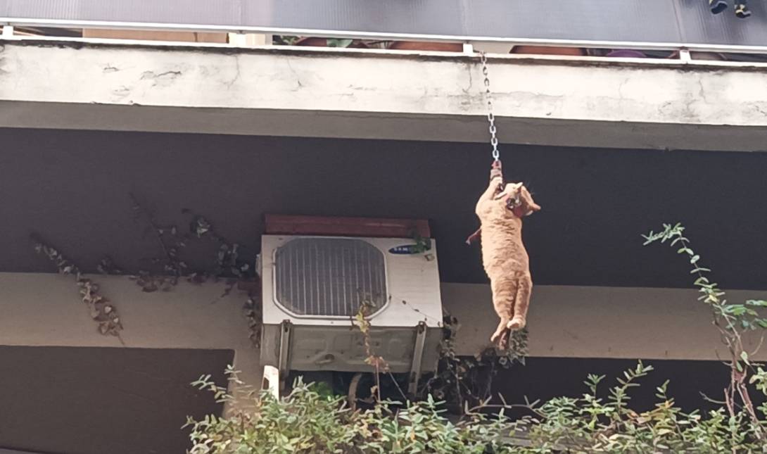 γάτα Αγρίνιο