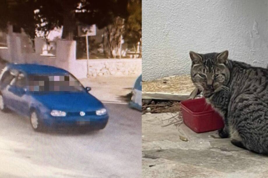 γάτα Πάρος