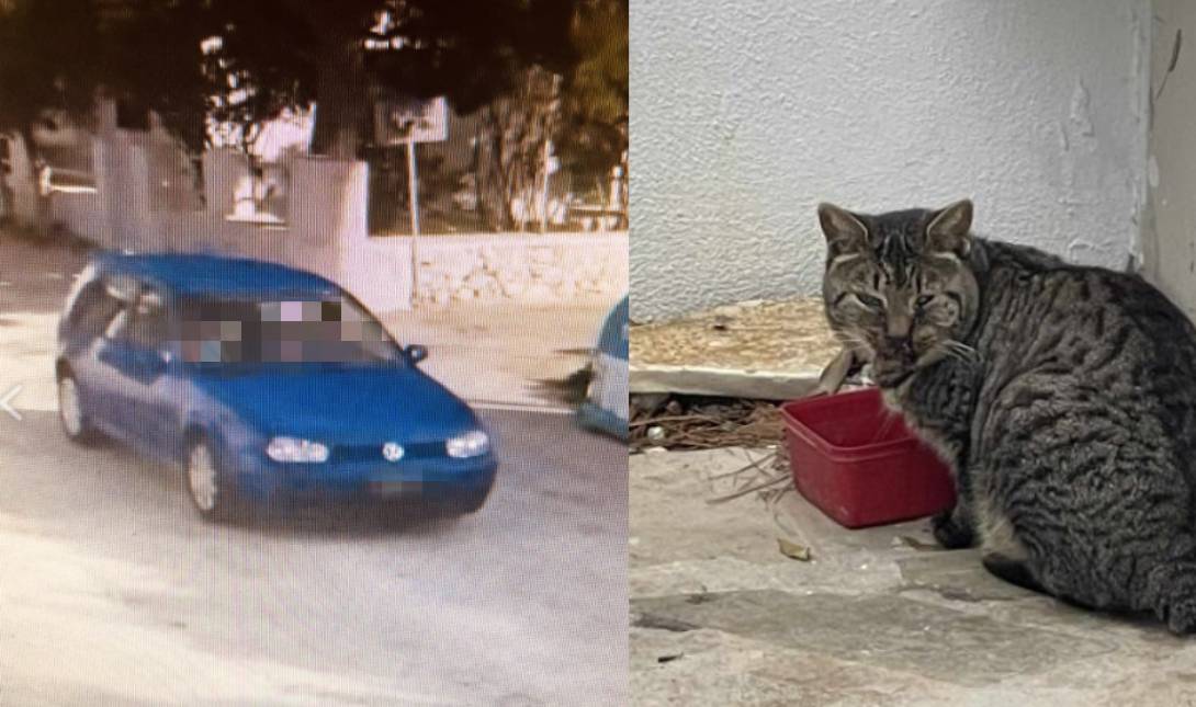 γάτα Πάρος