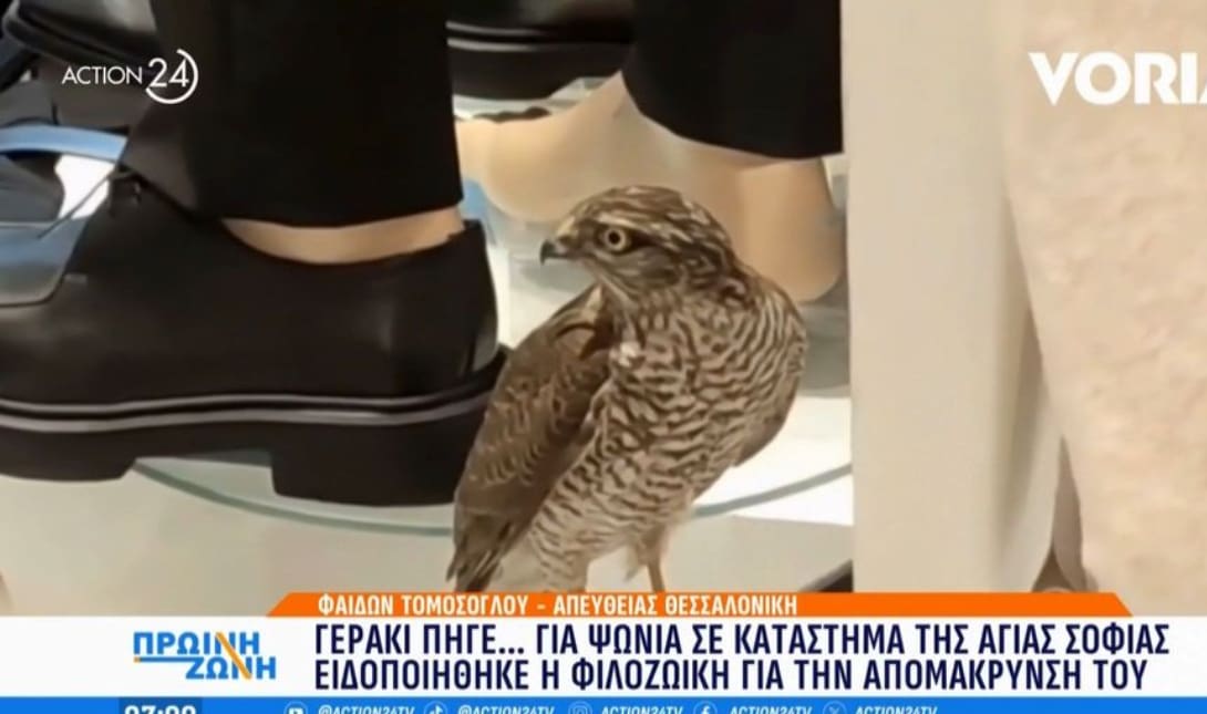 ΓΕΡΑΚΙ ΒΙΤΡΙΝΑ