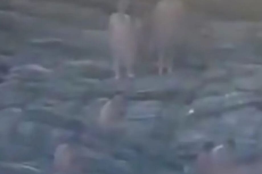 ΟΡΓΙΟ ΒΡΑΖΙΛΙΑ