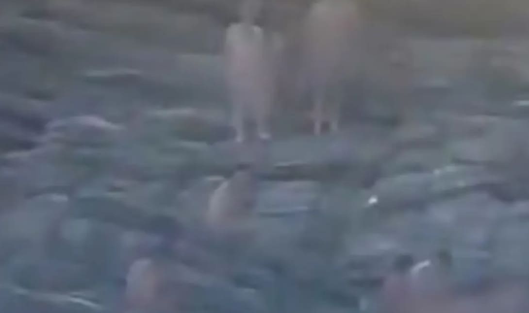 ΟΡΓΙΟ ΒΡΑΖΙΛΙΑ
