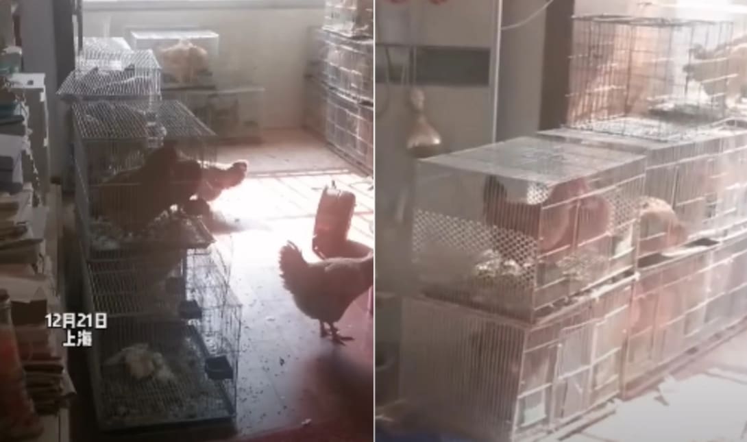 σπίτι κοτέτσι