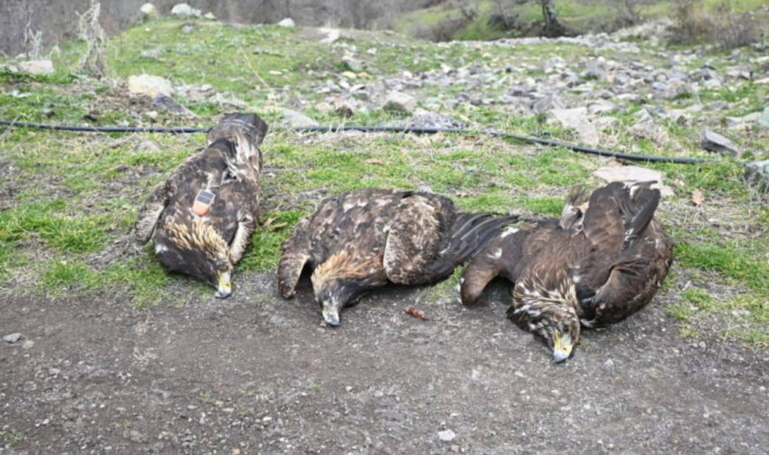 χρυσαετών