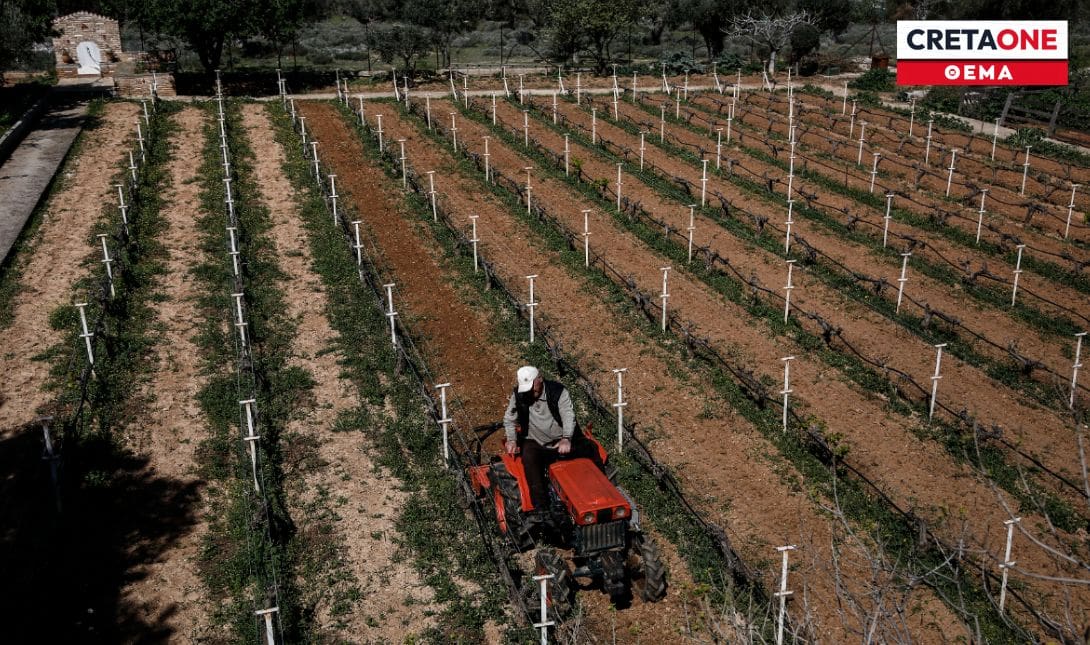 ελιές, αμπέλια και κηπευτικά αμπελώνας
