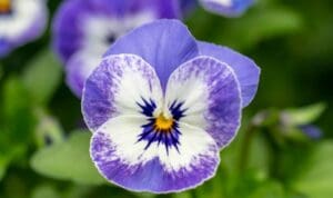 Τι σημαίνει «βιόλα» στα Κρητικά;