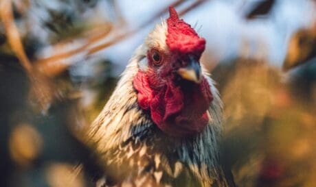 κόκορας 3.000