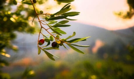 Στάσιμη η αγορά κρητικού ελαιόλαδου Ελαιόλαδο