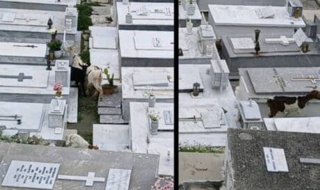 αιγοπρόβατα καταστροφή Βιάννο