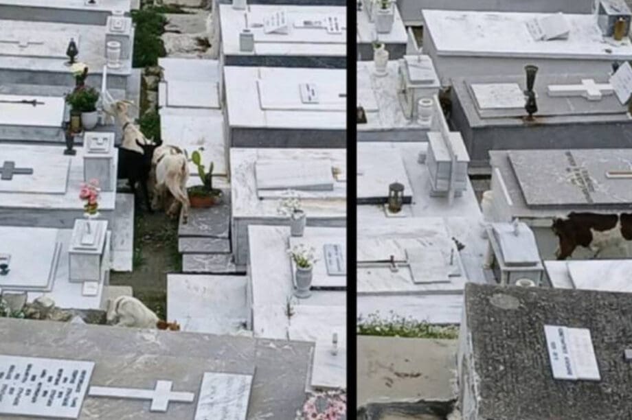 αιγοπρόβατα καταστροφή Βιάννο