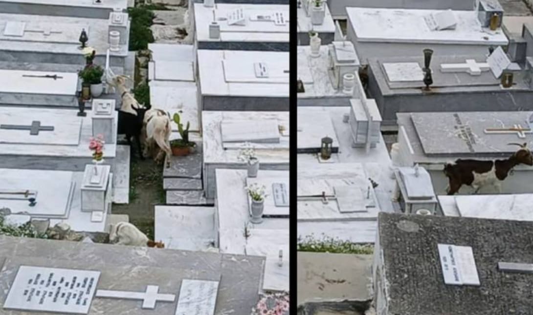αιγοπρόβατα καταστροφή Βιάννο