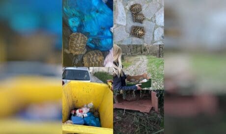 χελώνες