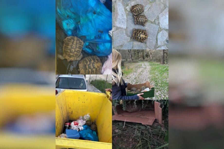 χελώνες