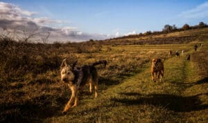 Σκύλοι δεμένοι με κοντές αλυσίδες, χωρίς τροφή και νερό σε άτυπο καταφύγιο – Μήνυση από φιλοζωική οργάνωση