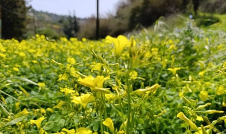 Πάσχα με ανοιξιάτικο καιρό, τι λένε οι προβλέψεις