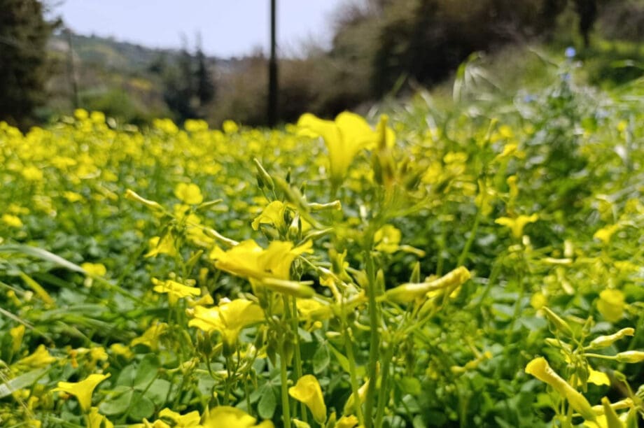 Πάσχα με ανοιξιάτικο καιρό, τι λένε οι προβλέψεις