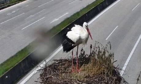 πελαργός