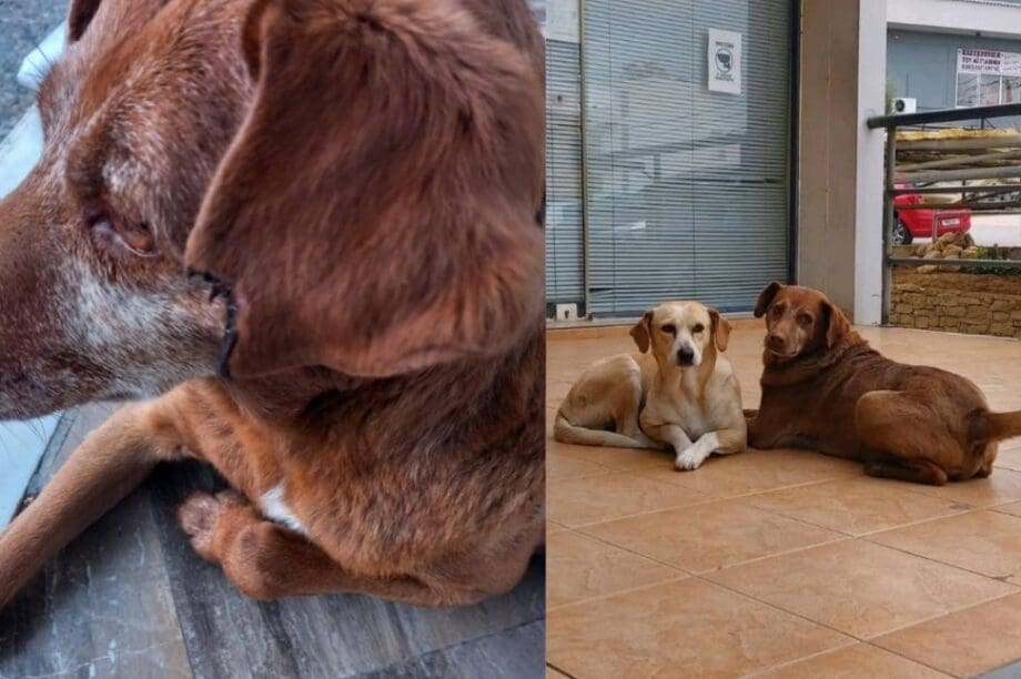 σκύλος αδέσποτο σκύλου κακοποίηση