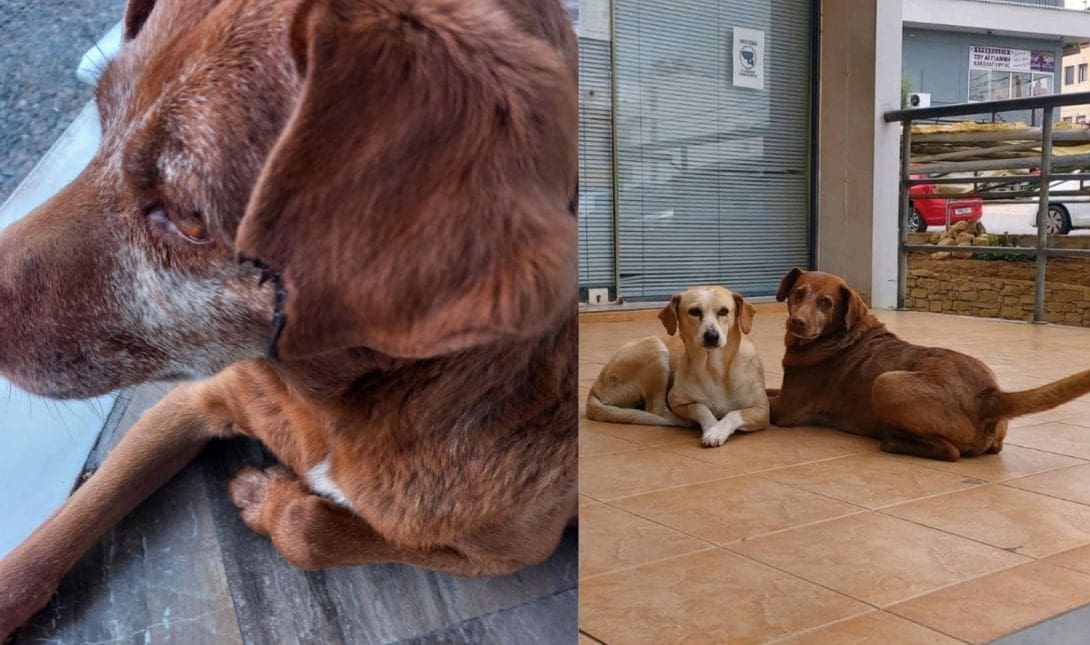 σκύλος αδέσποτο σκύλου κακοποίηση