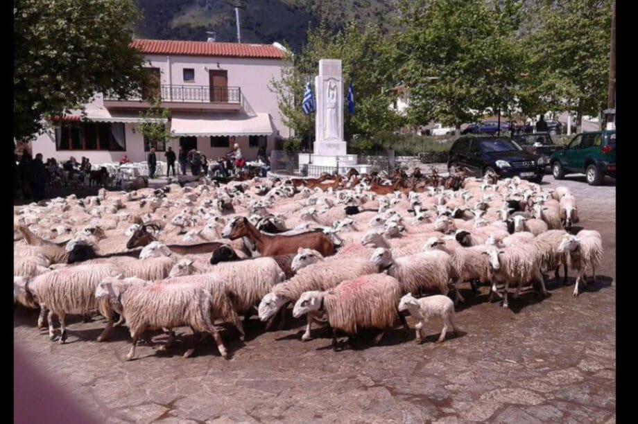 Ασή Γωνιά πρόβατα Άγιος Γεώργιος