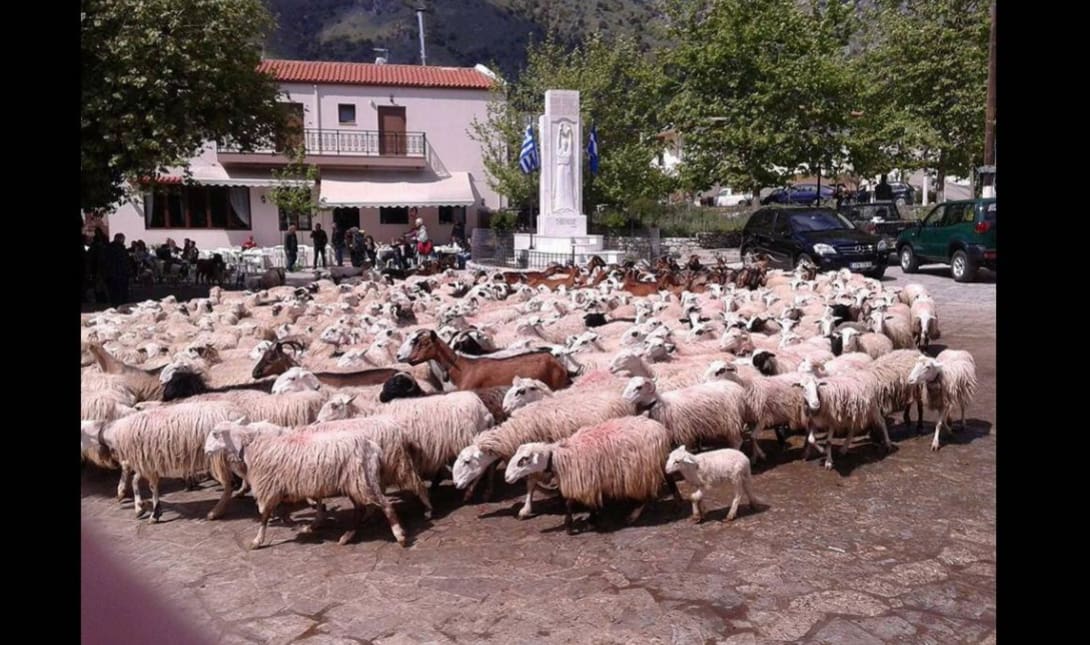 Ασή Γωνιά πρόβατα Άγιος Γεώργιος