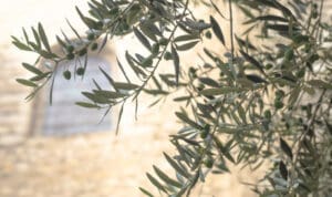 Κρήτη: Ζημιές σε ελιές και κηπευτικά στη Γόρτυνα – Αναγγελία ΕΛΓΑ