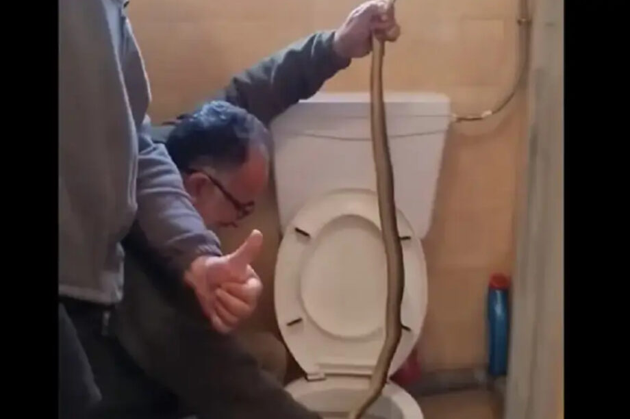 Φίδι λεκάνη