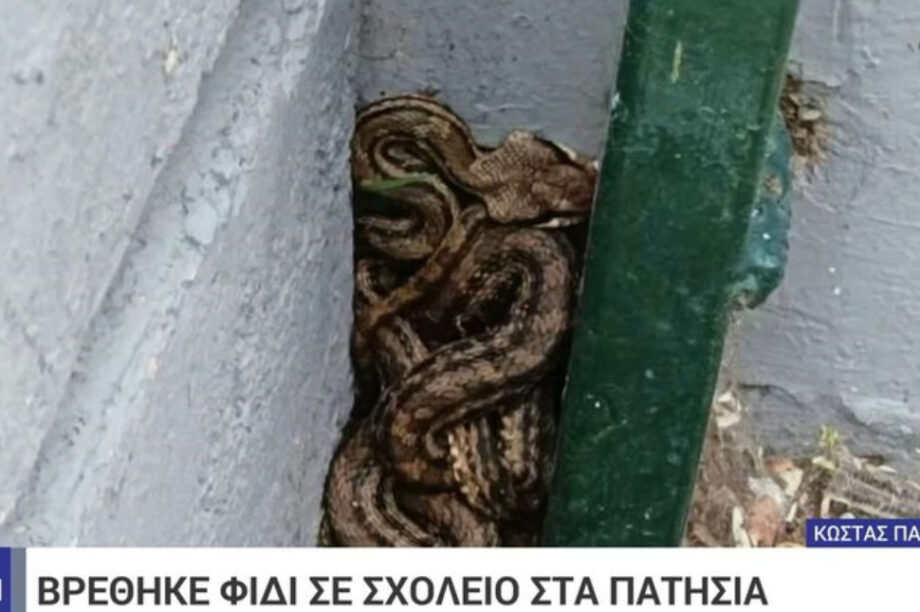 Φίδι σχολείο