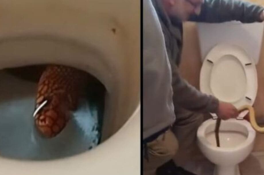φίδι Καστοριά
