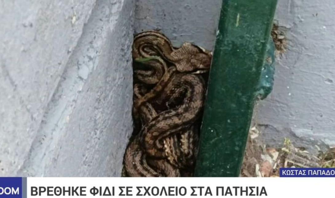 Φίδι σχολείο
