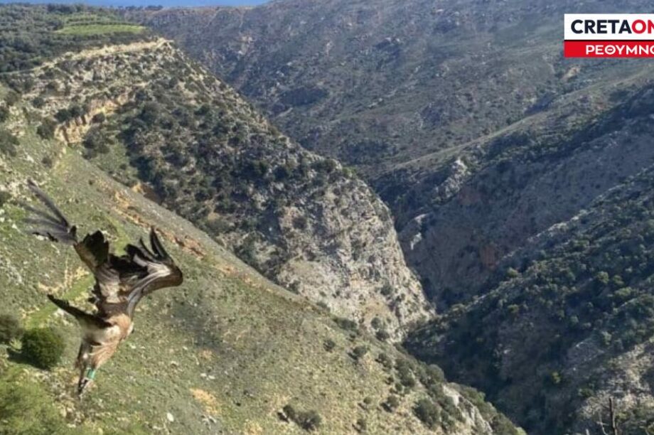 γύπες