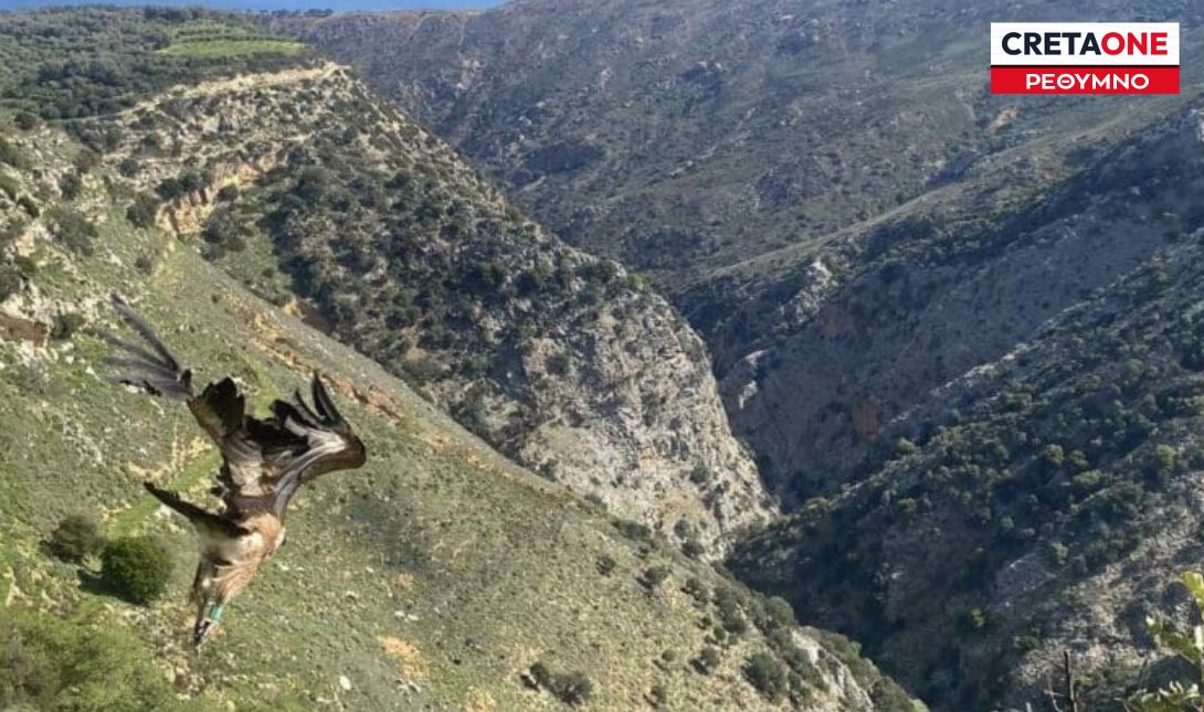 γύπες
