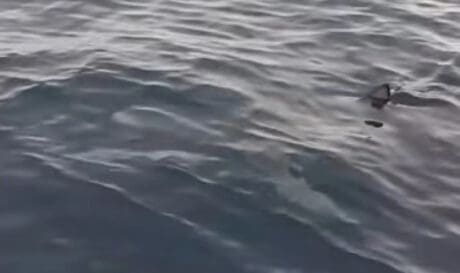 Καρχαρίας Κέρκυρα