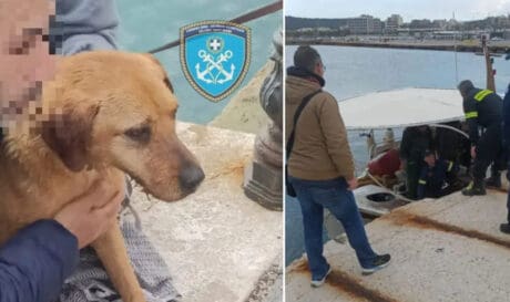 Ραφήνα Λιμενικό σκύλος