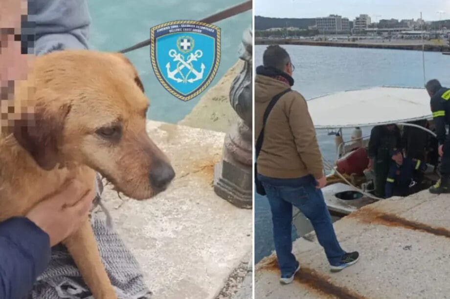 Ραφήνα Λιμενικό σκύλος
